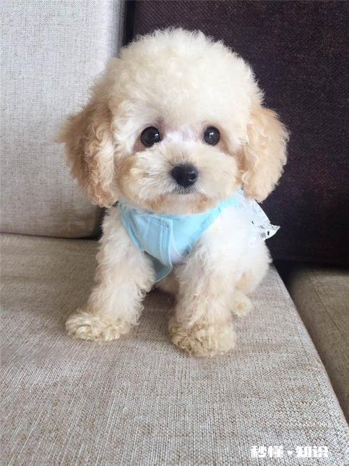 为什么农村的狗会喜欢吃草