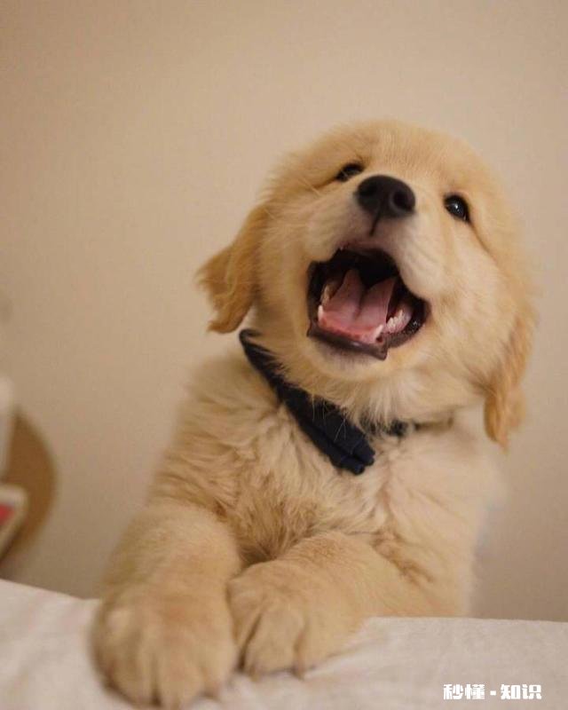 为什么农村的狗会喜欢吃草