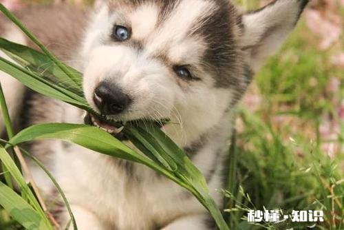 为什么农村的狗会喜欢吃草