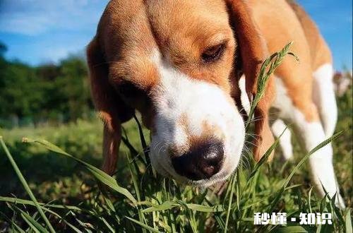 为什么农村的狗会喜欢吃草