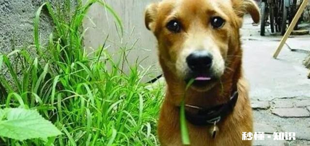 为什么农村的狗会喜欢吃草