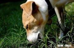为什么农村的狗会喜欢吃草