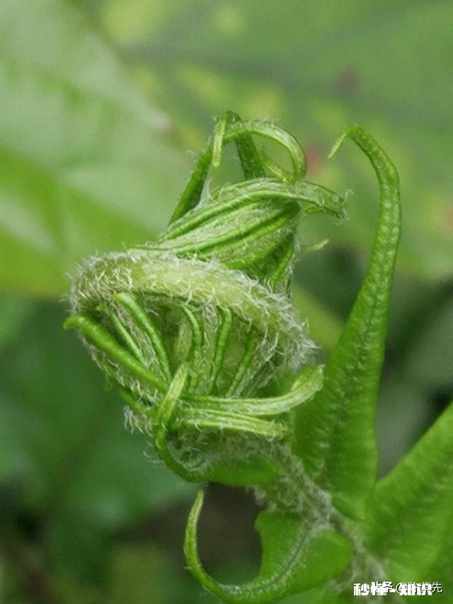 如果华为,苹果,vivo,小米各送你一台手机你选哪个为什么