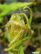 如果华为，苹果，vivo，小米各送你一台手机你选哪个为什么