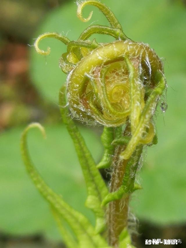 如果华为,苹果,vivo,小米各送你一台手机你选哪个为什么