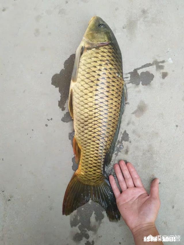 这个季节野钓，为什么这么难钓到大鱼尤其是夜钓