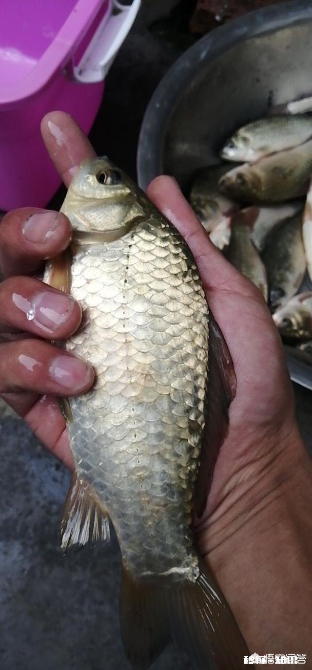 这个季节野钓，为什么这么难钓到大鱼尤其是夜钓