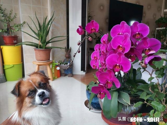 生二胎的朋友，您后悔了吗尤其四十岁左右的女人们，如果再给您一次机会，您会如何选择