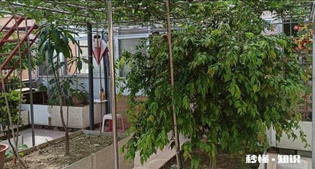 百香果有什么种植技巧种植在顶楼阳台