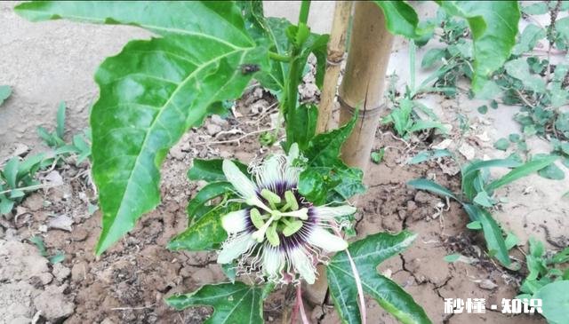 百香果有什么种植技巧种植在顶楼阳台