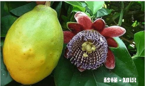 百香果有什么种植技巧种植在顶楼阳台