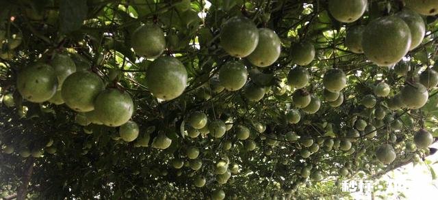 百香果有什么种植技巧种植在顶楼阳台
