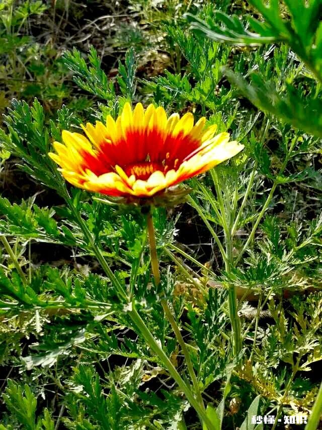 花霜蝴蝶惨，请君对