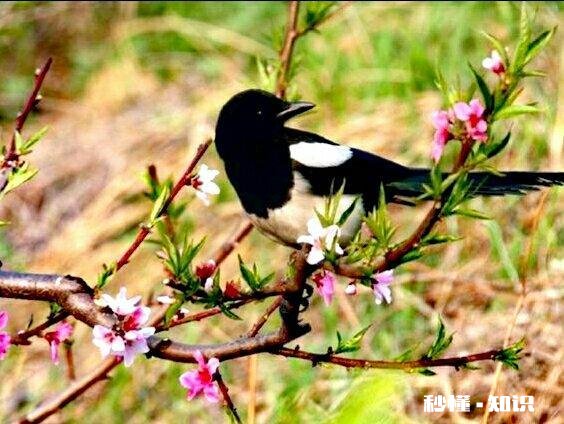 花霜蝴蝶惨，请君对