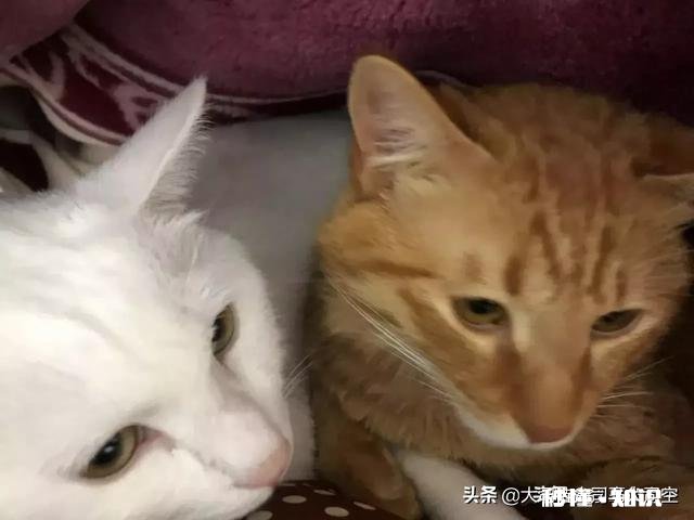 想知道怎么追前任