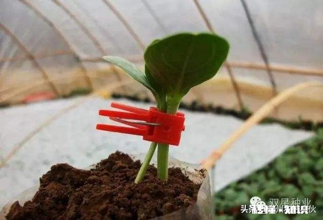 嫁接的时候到了。怎么样嫁接成活最高