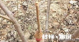 嫁接的时候到了。怎么样嫁接成活最高