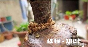 嫁接的时候到了。怎么样嫁接成活最高