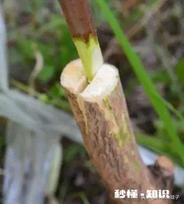 嫁接的时候到了。怎么样嫁接成活最高