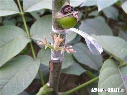 嫁接的时候到了。怎么样嫁接成活最高