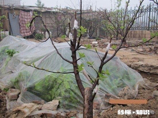 嫁接的时候到了。怎么样嫁接成活最高