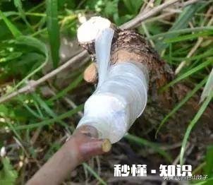 嫁接的时候到了。怎么样嫁接成活最高