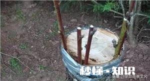 嫁接的时候到了。怎么样嫁接成活最高