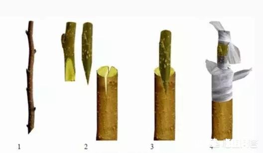 嫁接的时候到了。怎么样嫁接成活最高