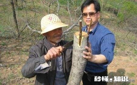 嫁接的时候到了。怎么样嫁接成活最高