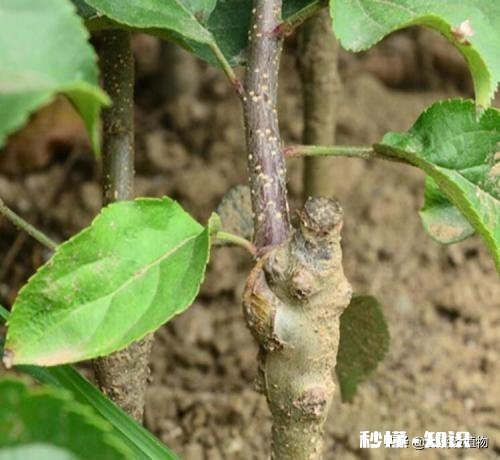 嫁接的时候到了。怎么样嫁接成活最高