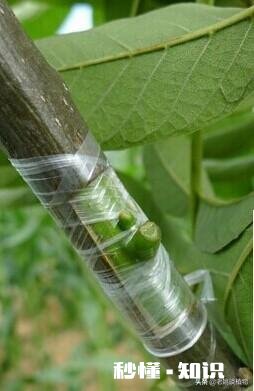 嫁接的时候到了。怎么样嫁接成活最高