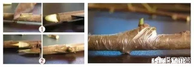 嫁接的时候到了。怎么样嫁接成活最高