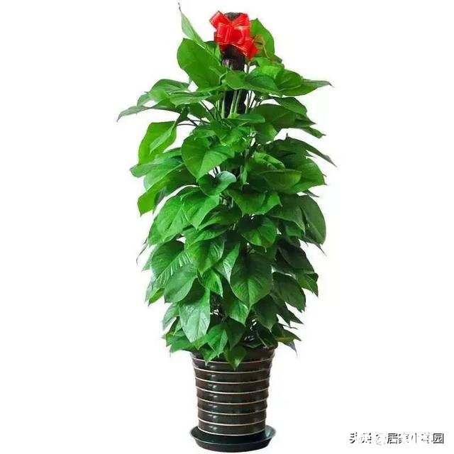 绿萝如何从土培转变为水培