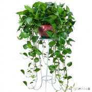 绿萝如何从土培转变为水培