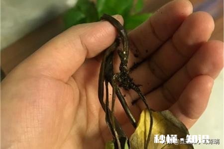 绿萝如何从土培转变为水培