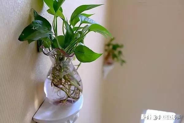 绿萝如何从土培转变为水培