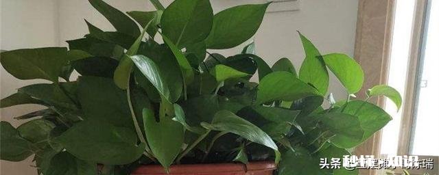 绿萝如何从土培转变为水培