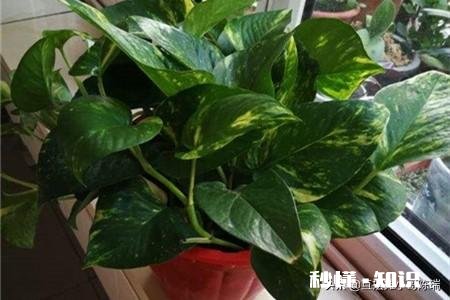 绿萝如何从土培转变为水培