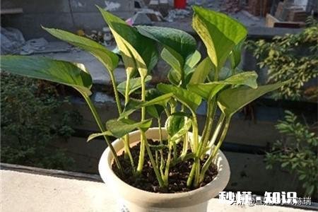 绿萝如何从土培转变为水培