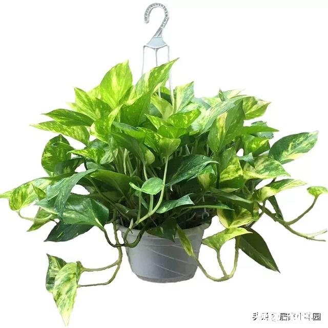 绿萝如何从土培转变为水培