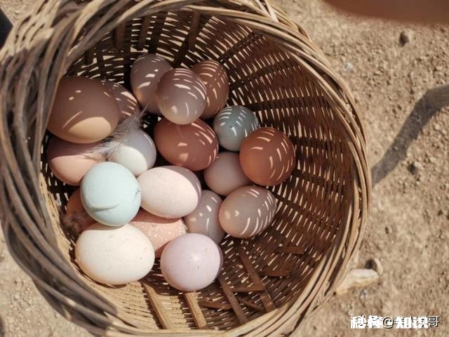 现在开养鸡场还有机会吗做农家乐那种