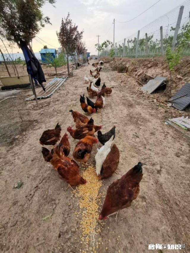 现在开养鸡场还有机会吗做农家乐那种