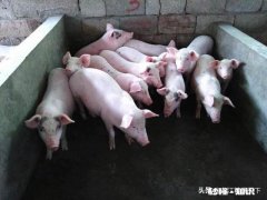 当前从外地新购进仔猪，需要哪些手续