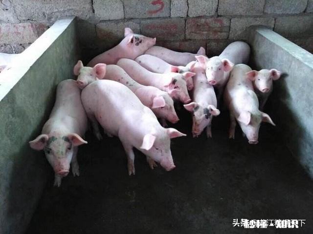 当前从外地新购进仔猪，需要哪些手续