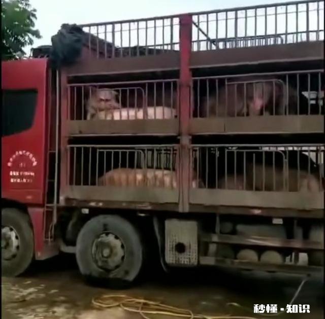 当前从外地新购进仔猪，需要哪些手续