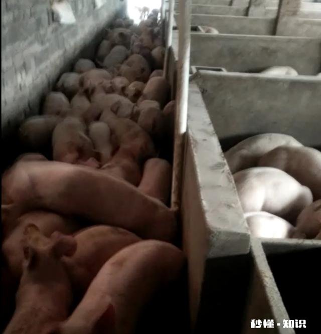 当前从外地新购进仔猪，需要哪些手续