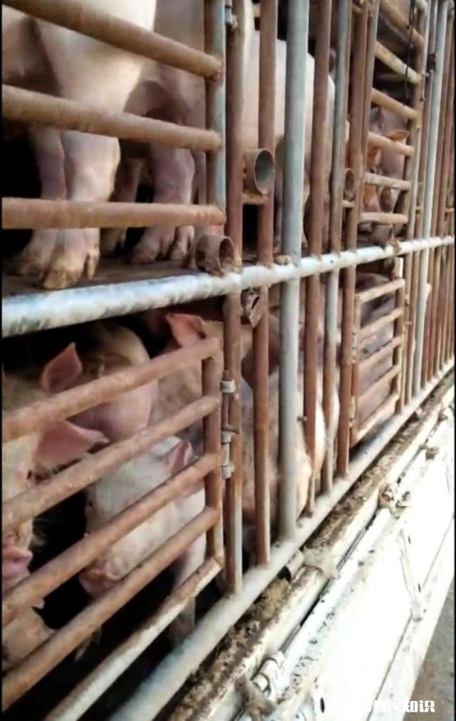 当前从外地新购进仔猪，需要哪些手续