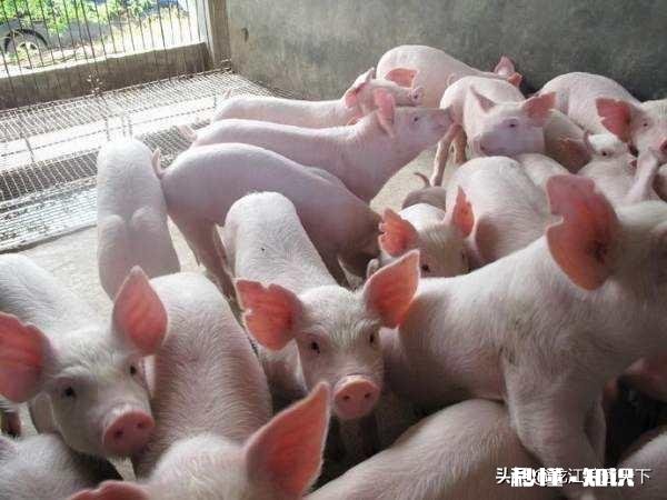 当前从外地新购进仔猪，需要哪些手续