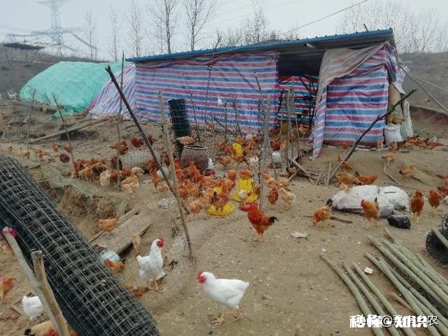 2020下半年养鸡行情怎么样，入场吗