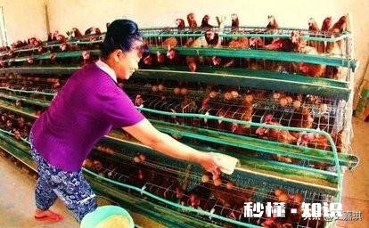 2020下半年养鸡行情怎么样，入场吗